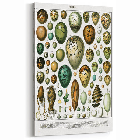 Vintage Egg Illustrations - Nature Elements Wall Art Print