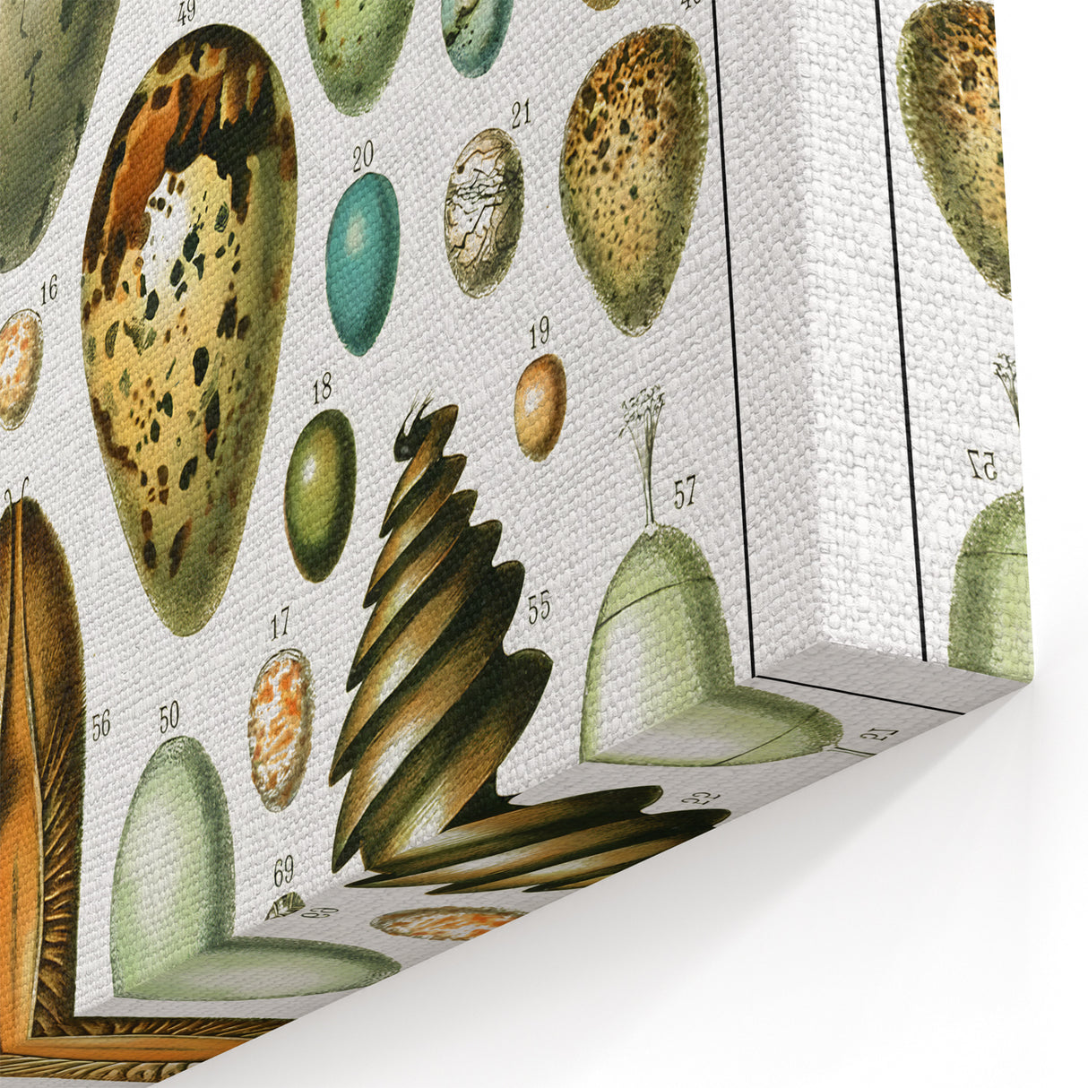 Vintage Egg Illustrations - Nature Elements Wall Art Print