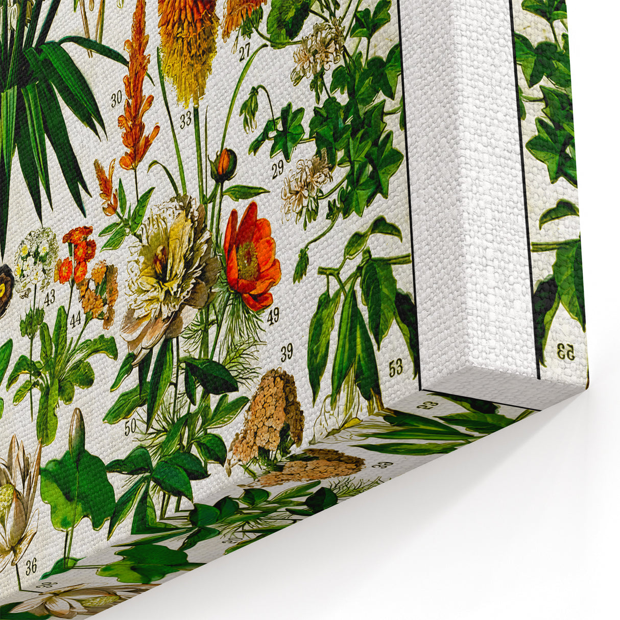 Vintage Floral Illustration - Nature Elements Wall Art Print