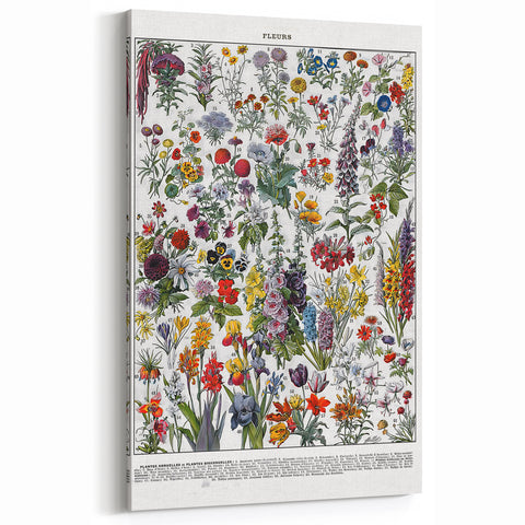Vintage Floral Illustration - Nature Elements Wall Art Print