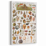 Vintage Mollusks and Marine Life Illustration - Nature Elements Wall Art