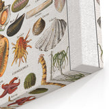 Vintage Mollusks and Marine Life Illustration - Nature Elements Wall Art