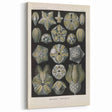 Vintage Blastoidea Illustration - Nature Elements Wall Art Print