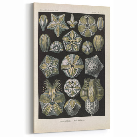 Vintage Blastoidea Illustration - Nature Elements Wall Art Print