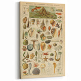 Vintage Marine Life Illustration - Nature Elements Wall Art Print