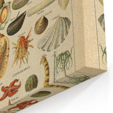 Vintage Marine Life Illustration - Nature Elements Wall Art Print