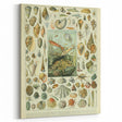 Vintage Mollusks Illustration - Nature Elements Wall Art Print