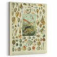 Vintage Mollusks Illustration - Nature Elements Wall Art Print