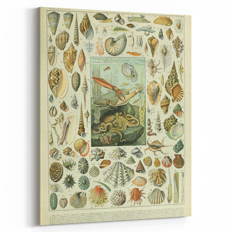 Vintage Mollusks Illustration - Nature Elements Wall Art Print