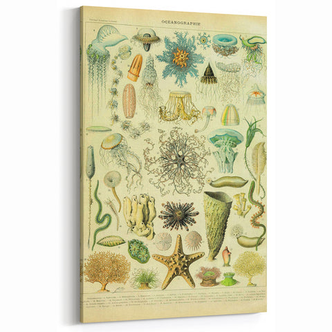Vintage Oceanography Illustration - Nature Elements Wall Art Print