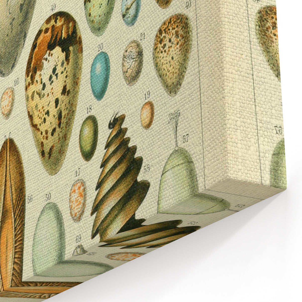 Vintage Egg Illustration - Nature Elements Wall Art Print