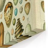 Vintage Egg Illustration - Nature Elements Wall Art Print