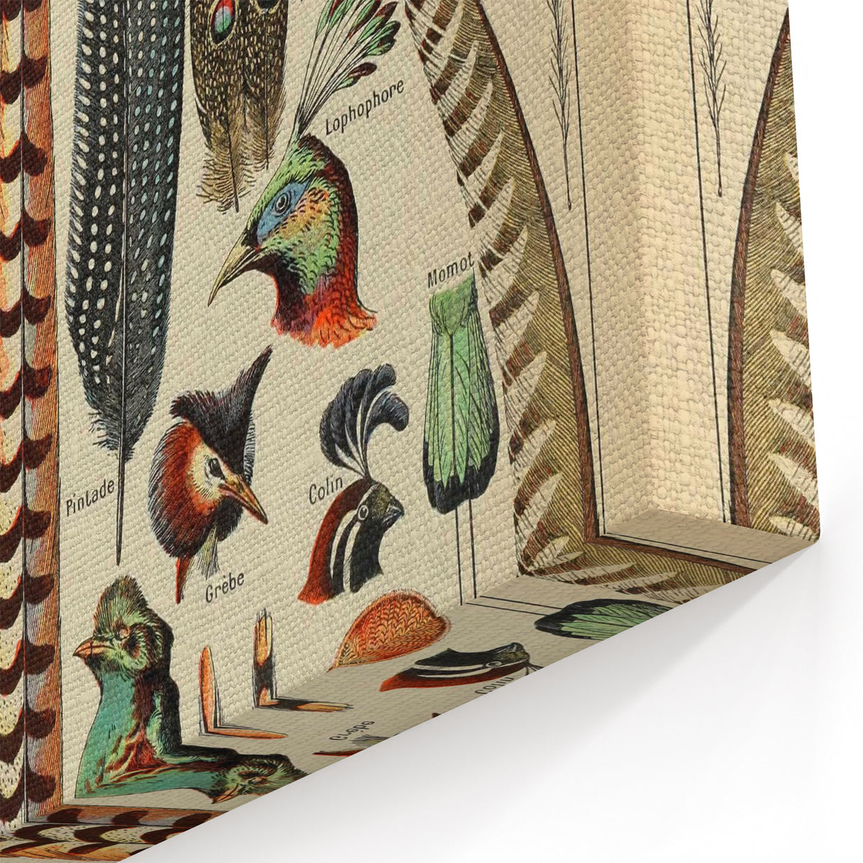 Vintage Bird Feathers Illustration - Nature Elements Wall Art Print