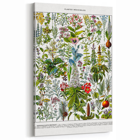 Botanical Art Prints – Vintage Medicinal Plant Illustrations for Decor