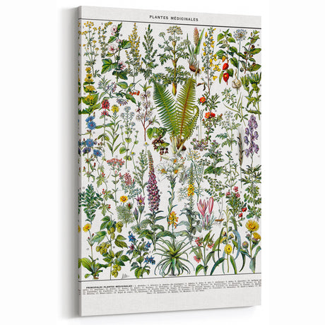Botanical Art Prints – Vintage Medicinal Plant Illustrations for Decor