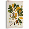 Vintage Botanical Illustration Art - Palaquium Gutta Burck Plant Print