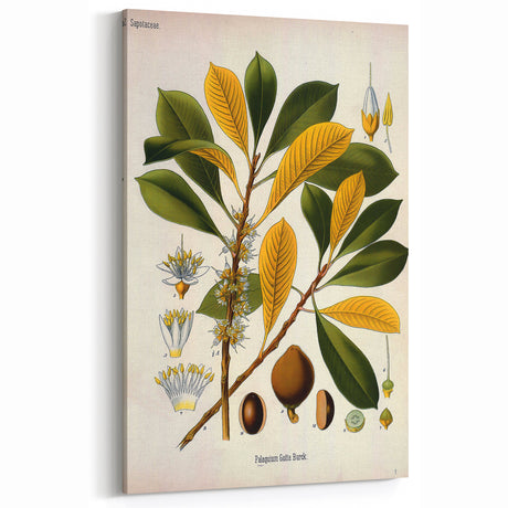 Vintage Botanical Illustration Art - Palaquium Gutta Burck Plant Print