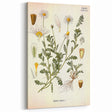 Vintage Botanical Art Print - Anthemis Arvensis Wild Chamomile
