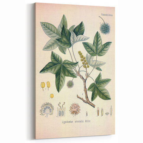 Vintage Botanical Art Print - Liquidambar Orientalis Sweetgum Illustration