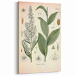 Vintage Botanical Art Print - Veratrum Album White Hellebore Illustration