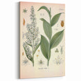 Vintage Botanical Art Print - Veratrum Album White Hellebore Illustration