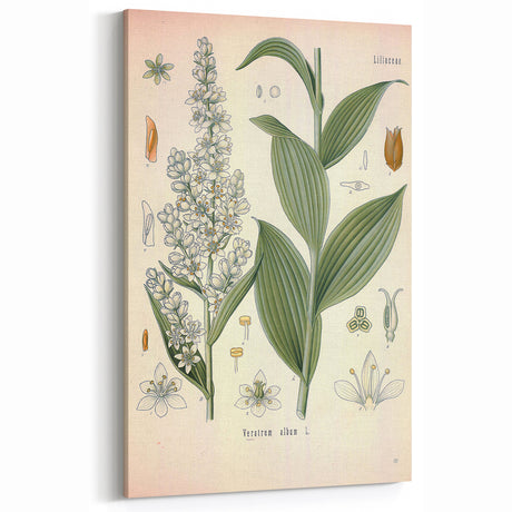 Vintage Botanical Art Print - Veratrum Album White Hellebore Illustration