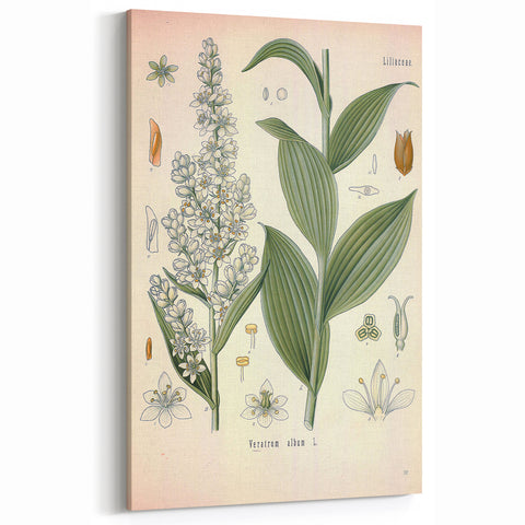 Vintage Botanical Art Print - Veratrum Album White Hellebore Illustration