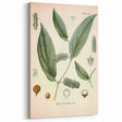Vintage Botanical Art Print - Cubeba Officinalis Cubeb Pepper Illustration