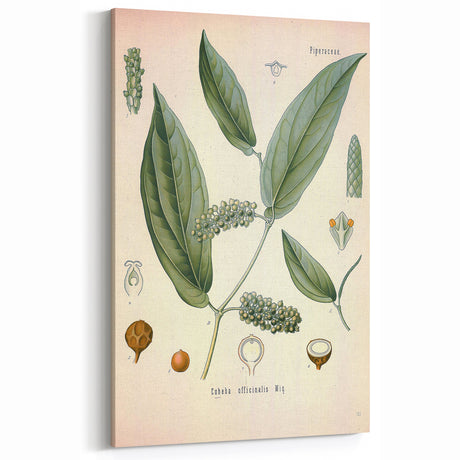 Vintage Botanical Art Print - Cubeba Officinalis Cubeb Pepper Illustration