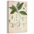 Vintage Botanical Art Print - Cephaelis Ipecacuanha Ipecac Illustration