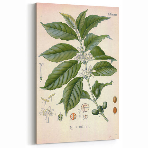 Vintage Botanical Art Print - Coffea Arabica Coffee Plant Illustration