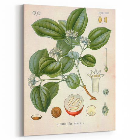 Vintage Botanical Art Print - Strychnos Nux-vomica Strychnine Tree Illustration