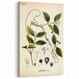 Vintage Botanical Illustration of Landolphia Vine Art Print