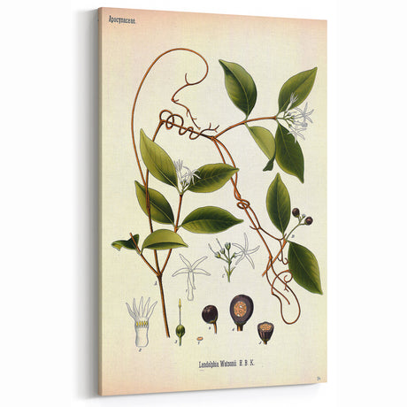 Vintage Botanical Illustration of Landolphia Vine Art Print