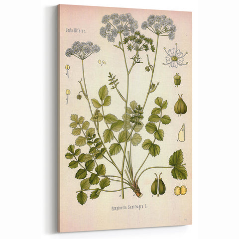 Vintage Botanical Illustration of Pimpinella Plant Art Print
