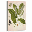Vintage Botanical Illustration of Prunus Plant Art Print