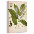 Vintage Botanical Illustration of Prunus Plant Art Print