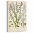 Vintage Botanical Illustration of Dorema Plant Art Print