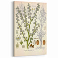 Vintage Botanical Illustration of Dorema Plant Art Print