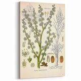 Vintage Botanical Illustration of Dorema Plant Art Print