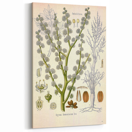 Vintage Botanical Illustration of Dorema Plant Art Print