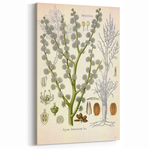 Vintage Botanical Illustration of Dorema Plant Art Print