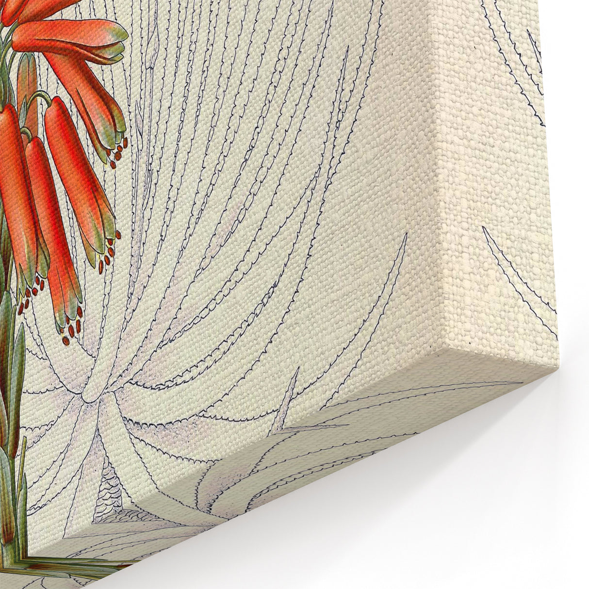 Vintage Botanical Illustration of Aloe Plant Art Print