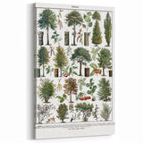 Vintage Botanical Illustration of Diverse Trees Art Print