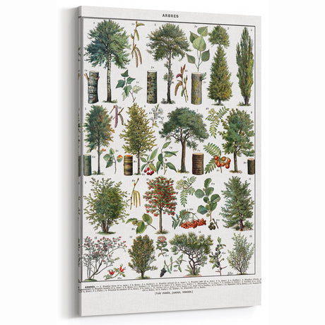 Vintage Botanical Illustration of Diverse Trees Art Print
