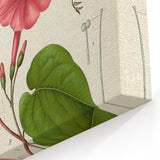 Vintage Botanical Illustration of Ipomoea Plant Art Print