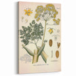 Vintage Botanical Illustration of Ferula Plant Art Print