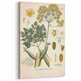 Vintage Botanical Illustration of Ferula Plant Art Print