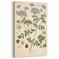 Vintage Botanical Illustration of Conium Plant Art Print
