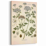 Vintage Botanical Illustration of Conium Plant Art Print